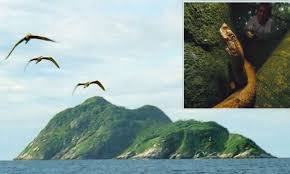 About brazil › did you know facts about brazil. Snake Island Forbidden Rock Off Brazil Coast Is Home To World S Deadliest Serpent Daily Mail Online