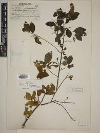 Image result for Grewia herbacea