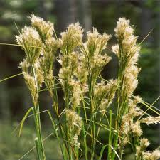 Image result for Andropogon ligulatus