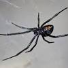 The black widow on counterfeit island is female. Https Encrypted Tbn0 Gstatic Com Images Q Tbn And9gcqf9yectzmhbhkjj Fmzeu5ghkavqj333jnoo5oauqynsp189by Usqp Cau
