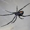 Male black widow spiders select mates who have recently fed to avoid getting eaten themselves, according to scientists. Https Encrypted Tbn0 Gstatic Com Images Q Tbn And9gctmbvr7gecsrivkaklxeapl82rvf Odffa0230sbao71 Btximv Usqp Cau