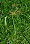 Image result for Cyperus longicarpus