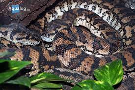 Post an ad safety for buyers de. Ein Teppich Python Im Klo Aqualog De