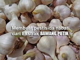 Kesehatan mata adalah salah satu manfaat daun bawang yang terbesar. Fungisida Dan Insektisida Bawang Putih Untuk Mengatasi Jamur Dan Hama Berita Pertanian Mitalom