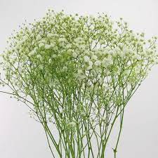 Ferns n petals provides affordable flower delivery service in ferns n petals, an online flower shop is known to provide beautifully crafted flower bouquets and floral arrangements to its customers around the. Wholesale Flowers Bulk Flowers Online Blooms By The Box
