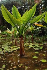 Plante Tropicale Tres Rare Proche Des Alocasias A Cultiver En Veranda Serre Interieur Ou Plantes Tropicales Interieur Tropical Terrarium Pour Plantes Grasses