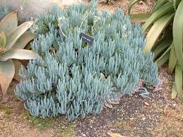 Image result for Senecio