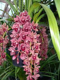 Cymbidium Dorothy Stockstill Forgot Fruite Beautiful Orchids Orchid Plants Orchid Care