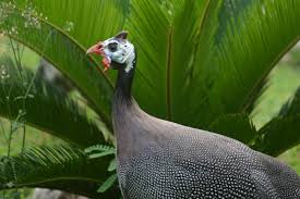 Guinea fowl are beautiful birds that people use for various reasons. Incubating And Hatching Guinea Fowl Backyard Chickens Learn How To Raise Chickens
