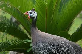 They come in big bales at your local feed and farm store. Incubating And Hatching Guinea Fowl Backyard Chickens Learn How To Raise Chickens