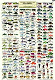 12 True To Life Reef Fish Identification Chart