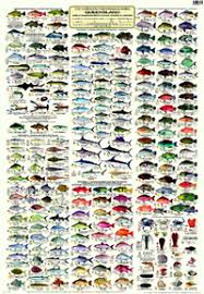 12 true to life reef fish identification chart