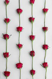 Red Rose Background By Ruth Black Rose Background Red Roses Background Red Roses Wallpaper Rose Background