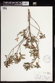 Image result for Clutia hirsuta