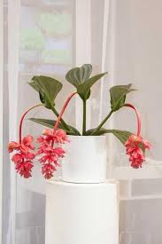 Si chiamano piante ricadenti ma le piante pendenti da interno sono molto decorative. Medinilla Coltivazione Di Una Pianta Ornamentale