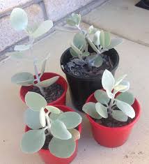 Kalanchoe Bracteata Silver Spoons Also Confused With Kalanchoe Hildebrandtii Plants Succulents Silver Spoons