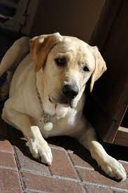 Labrador Retriever Dog For Adoption In Fort Lauderdale Fl Adn 715593 On Puppyfinder Com Gender Male A Labrador Retriever Labrador Retriever Dog Lab Puppies