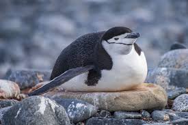Birds That Look Like Penguins Chinstrap Penguins Are Generally Monogamous Returning To The Same Mate Every Year They Return To Land Each Year To F In 2020 Chinstrap Penguin Penguins Cute Penguins