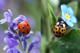 After they've died, you can dump them out of. The Differences Between Ladybug Vs Asian Beetle Gardening Dream
