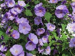 Indian Mallow Flowers Seed Abutilon Vitifolium Purple Lavender Perennial Gardening Emma Blog Mallow Flower Flower Seeds Mallow