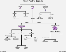 79 Experienced Unknown Chart For Microbiology