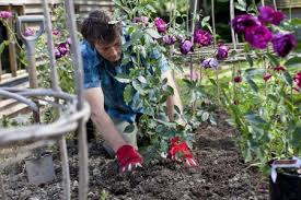 Preparing Garden Soil For Growing Roses