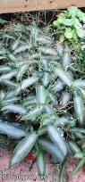 Image result for Murdannia stricta