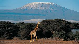 Tanzania is on the up, but kenya still has the edge for family travel. Safari In Kenya Tanzania Road Scholar