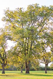 If you want to grow cashew nut trees, keep in mind that it will take two to three years from the time you plant until the time you harvest nuts. Pecan Description Uses Cultivation Britannica