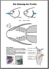 Unterrichtseinheiten Zum Thema Fische Biologie Fische Lernen