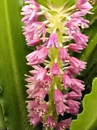 Image result for Eucomis autumnalis