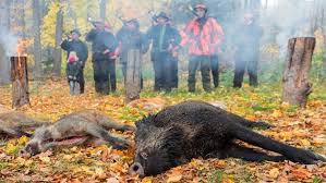 To open cages in genshin impact, you will need to find a key. African Swine Fever Around 600 Detections In Wild Boar