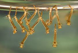 Larvae swim either through propulsion with their mouth brushes, or by jerky movements of their entire bodies, giving them the. How To Get Rid Of Mosquito Larvae In Pools A Guide