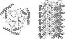 Kuru is a form of transmissible spongiform encephalopathy (tse) caused by the transmission of abnormally folded proteins (prions). ÙƒÙˆØ±Ùˆ Ù…Ø±Ø¶