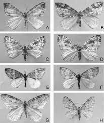 Image result for Entephria polata
