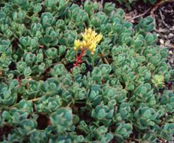 Image result for Sedum ruwenzoriense
