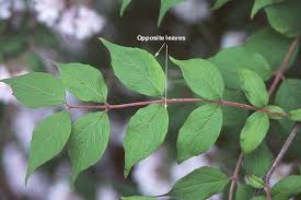 Image result for Kolkwitzia amabilis