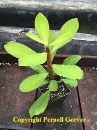 Image result for Synadenium grantii