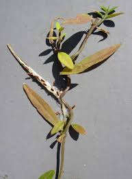 Image result for Ceropegia stenantha