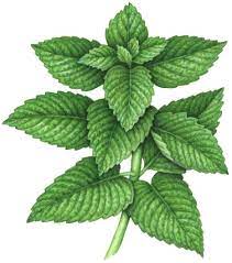 Botanical Watercolor Painting Of A Mint Plant Herb Art Herbs Illustration Botanical Painting