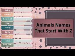 Female zebras can have one calf per year. Animals Names That Start With Z Youtube