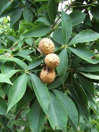 It produces spiny brown balls of fruit that drop off the tree over an extended period. What Kind Of Tree Produces Spiked Round Balls