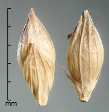 Image result for Urochloa deflexa