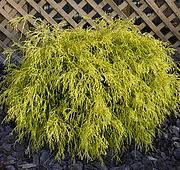 Maybe you would like to learn more about one of these? Midwest Gardening Plant Spotlights