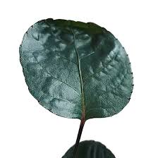 Image result for Polyscias