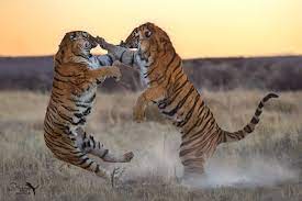 Pin By Cold Cream N Roses On Beatuful Photos Animals Beautiful Animals Big Cats