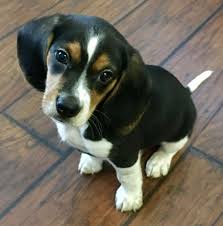 Stryker The Cutest Beagle Puppy At 8 Weeks Beagle Puppy Cute Beagles Funny Dog Photos
