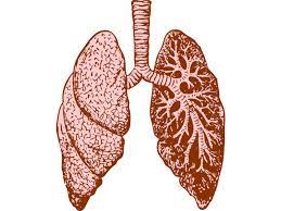 Cystic fibrosis can cause sticky mucus to clog the lungs and airways. Translate Bio S Mrna Fails To Improve Lung Function In Cystic Fibrosis Patients Fiercebiotech