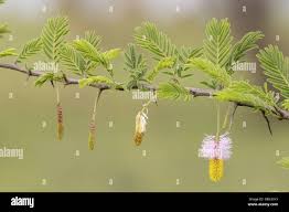 Image result for Dichrostachys