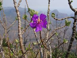 Image result for Dissotis melleri